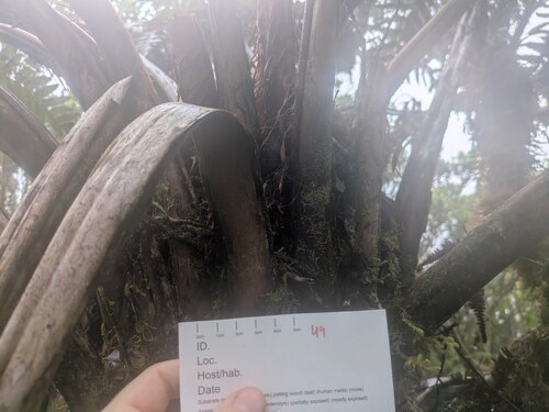 Fuscocephaloziopsis connivens observed 2026-03-03