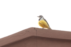 Motacilla flaviventris