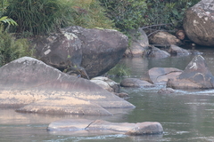 Corythornis vintsioides