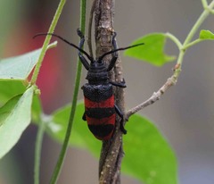 Pycnopsis brachyptera