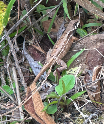 Violet-bellied Whorl-tailed Iguana