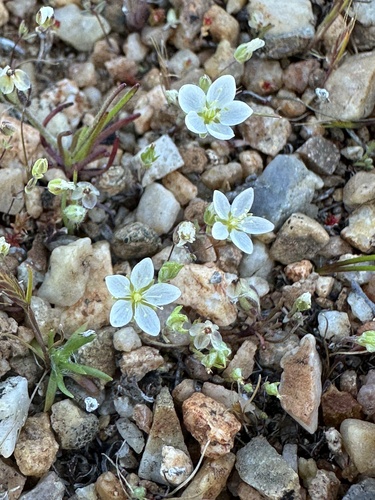 California sandwort (Sabulina californica)