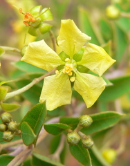 Sphedamnocarpus pruriens