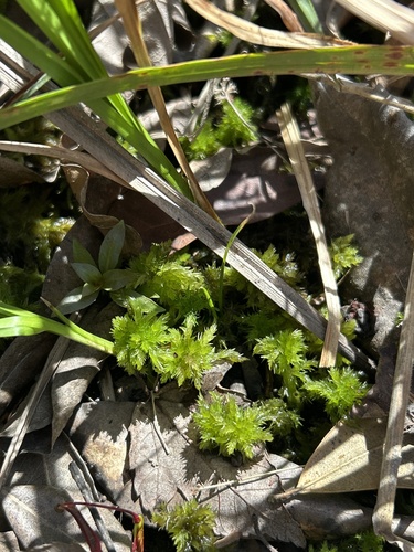Carolina Sphagnum (Sphagnum carolinianum)