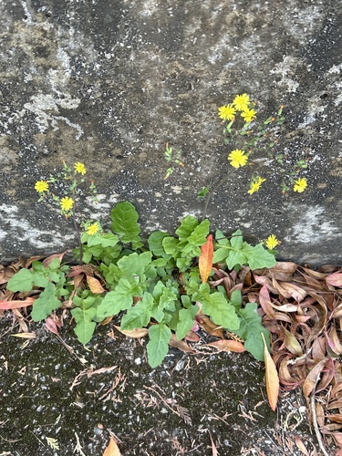 Youngia japonica observed 2026-03-08