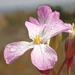 Raphanus sativus - Photo Δεν διατηρούνται δικαιώματα, uploaded by 葉子