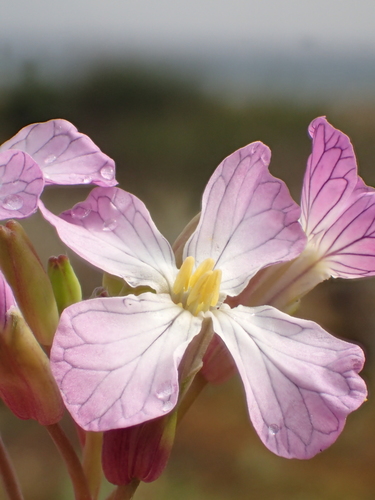 Radish plant photo (Raphanus sativus)