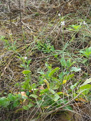 Raphanus sativus raphanistroides