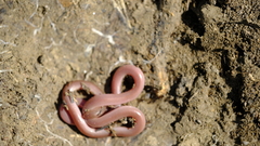 Xerotyphlops vermicularis