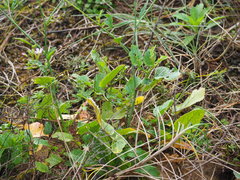 Raphanus sativus raphanistroides