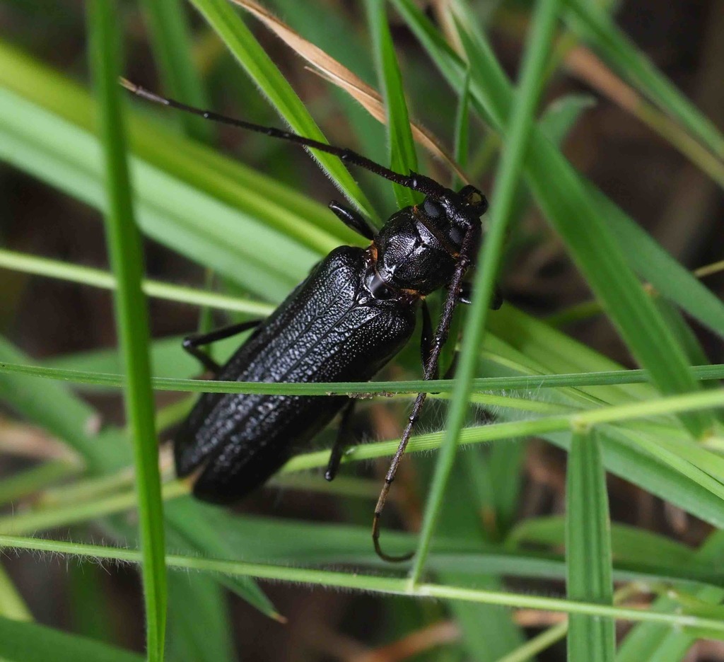 Xystrocera nigrita