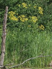 Jacobaea paludosa paludosa