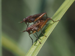 Sepedon spinipes