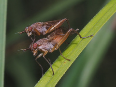 Sepedon spinipes