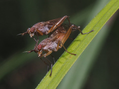 Sepedon spinipes