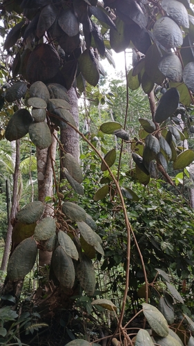 Abuta rufescens