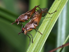 Sepedon spinipes