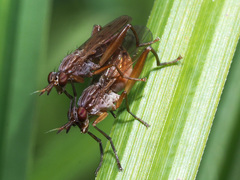 Sepedon spinipes