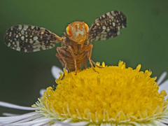 Oxyna flavipennis