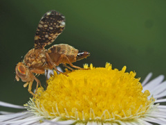 Oxyna flavipennis