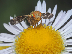 Oxyna flavipennis