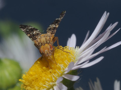 Oxyna flavipennis