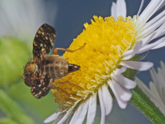 Oxyna flavipennis