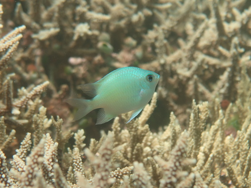 Amblyglyphidodon ternatensis observed 2024-06-20