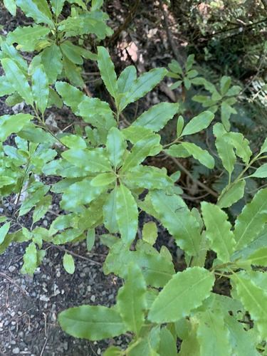 Brachyglottis perdicioides, photograph 1