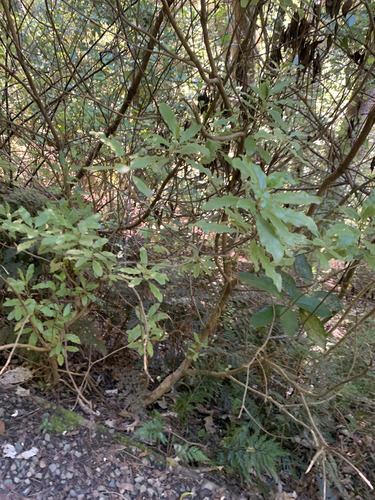 Brachyglottis perdicioides, photograph 3
