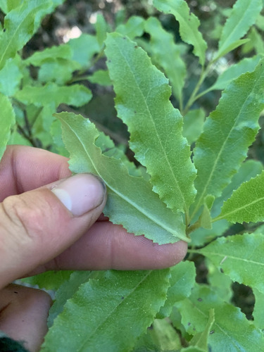 Raukumara (Brachyglottis perdicioides)