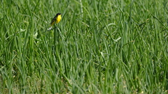 Motacilla flava feldegg