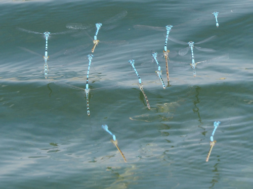 Common Blue Damselfly, photo 6 of 8
