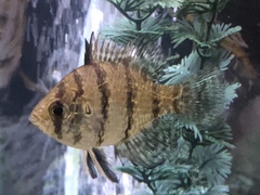 Blackbanded Sunfish photo 5