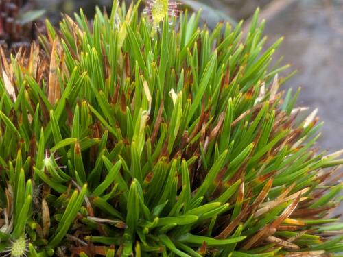 Oreobolus furcatus observed 2026-03-03