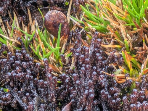 Anastrophyllum fissum observed 2026-03-03