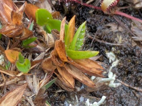 Dichanthelium isachnoides observed 2026-03-03