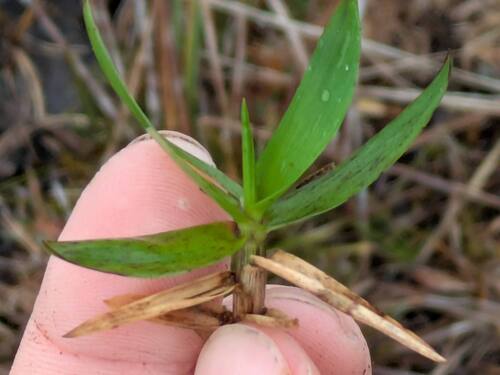Dichanthelium hillebrandianum observed 2026-03-03