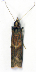 Ptyomaxia trigonogramma