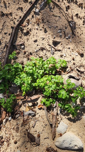 Triumfetta repens observed 2026-02-27