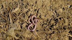 Xerotyphlops vermicularis