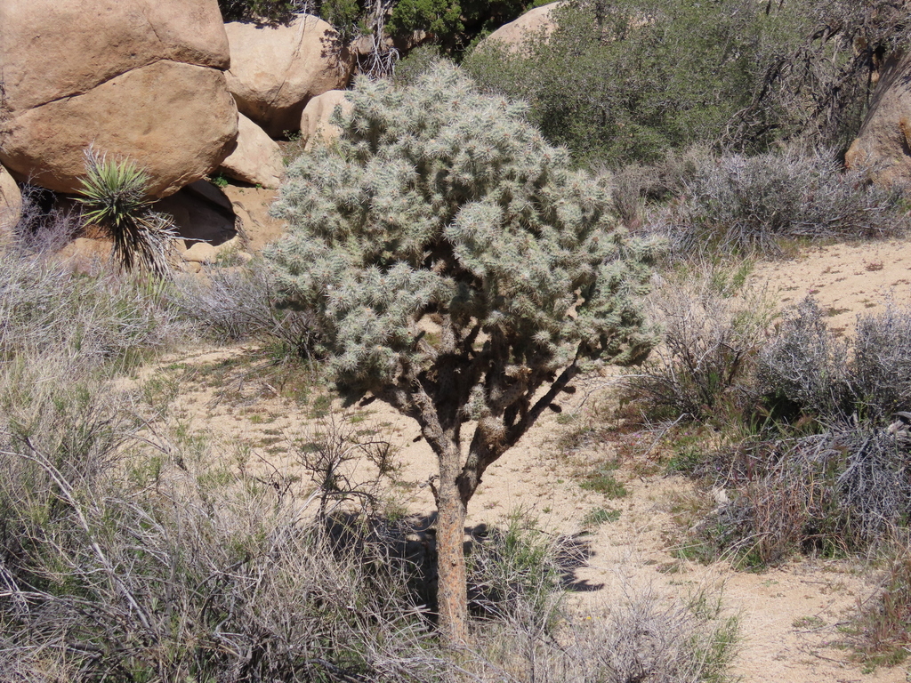 Silver Cholla from Hidden Valley Joshua Tree on March 07, 2026 at 12:51 ...