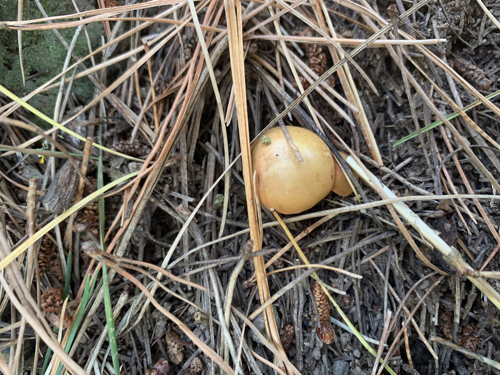 Chalciporus piperatus · March 2026 · photo: © fuligogirl (iNaturalist, cc-by)