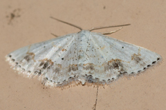 Scopula lautaria