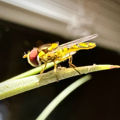 Unknown species found near Robertson Rd, Richmond, TX, US