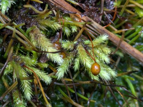 Philonotis turneriana observed 2026-03-03