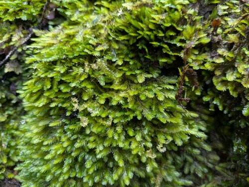 Distichophyllum paradoxum observed 2026-03-03