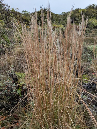 bicornis grass (Anatherum bicorne)
