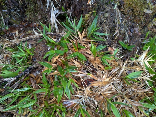 Dichanthelium hillebrandianum observed 2026-03-03