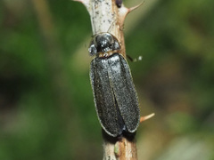 Lamprohiza splendidula